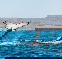 Ningaloo Reef Eco Tours - Accommodation ACT