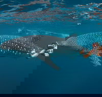 Ningaloo Reef Whale Shark Snorkeling Adventure Apr-July - Accommodation ACT