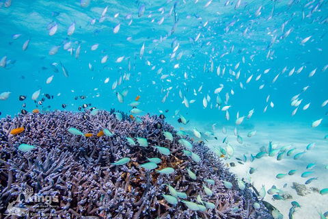 Ningaloo Reef Whale Shark Snorkeling Adventure Apr-July - Accommodation ACT 6