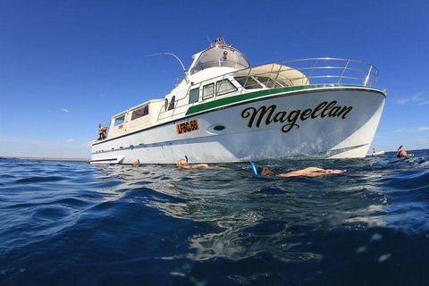 Ningaloo Reef Whale Shark Snorkeling Adventure Apr-July - Accommodation ACT 13
