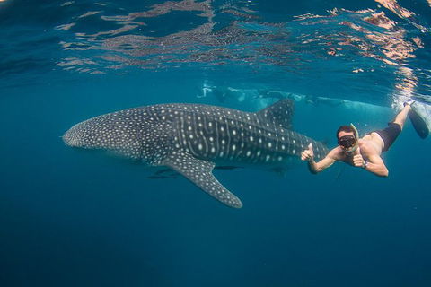 Ningaloo Reef Whale Shark Snorkeling Adventure Apr-July - Accommodation ACT 2