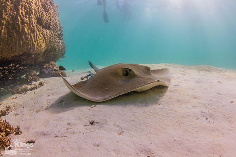 Ningaloo Reef Whale Shark Snorkeling Adventure Apr-July - Accommodation ACT 12