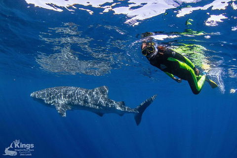 Ningaloo Reef Whale Shark Snorkeling Adventure Apr-July - Accommodation ACT 10
