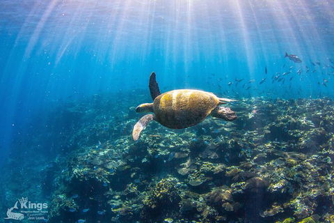 Ningaloo Reef Whale Shark Snorkeling Adventure Apr-July - Accommodation ACT 3