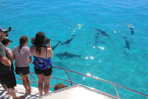 Ningaloo Reef Whale Shark Snorkeling Adventure Apr-July - Accommodation ACT 4