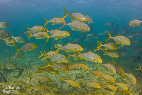 Ningaloo Reef Whale Shark Snorkeling Adventure Apr-July - Accommodation ACT 5