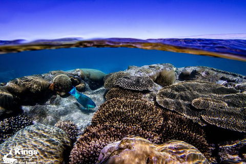 Ningaloo Reef Whale Shark Snorkeling Adventure Apr-July - Accommodation ACT 8