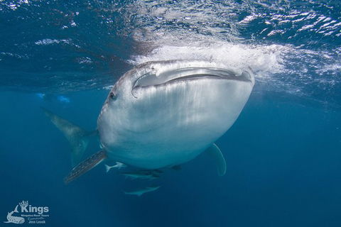 Ningaloo Reef Whale Shark Snorkeling Adventure Apr-July - Accommodation ACT 9