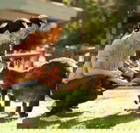 Very Best of Perth Tour - Wildlife Park  City Highlights Tour - Accommodation ACT