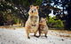Rottnest Island All-Inclusive Grand Island Tour From Fremantle - thumb 0