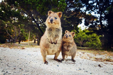 Rottnest Island All-Inclusive Grand Island Tour From Fremantle - Accommodation ACT 2