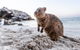 Rottnest Island All-Inclusive Grand Island Tour From Fremantle - thumb 3