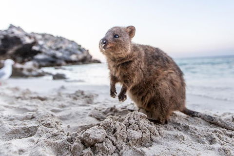 Rottnest Island All-Inclusive Grand Island Tour From Fremantle - Accommodation ACT 3