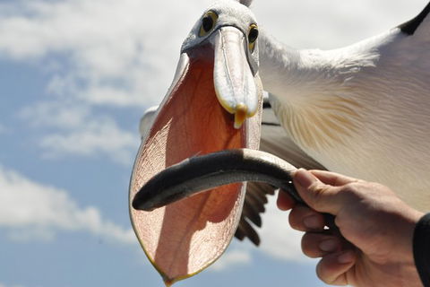 Albany Wildlife And Scenic Cruise - Accommodation ACT 1