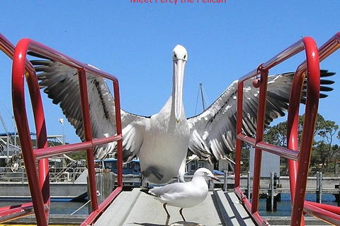 Albany Wildlife And Scenic Cruise - Accommodation ACT 0