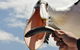 Albany Wildlife And Scenic Cruise - thumb 5