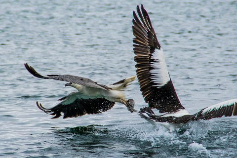 Albany Wildlife And Scenic Cruise - Accommodation ACT 4