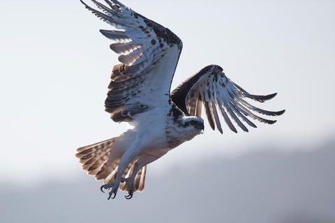 Albany Wildlife And Scenic Cruise - Accommodation ACT 6