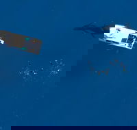 Humpback Whale Swim Ningaloo Reef - Accommodation ACT
