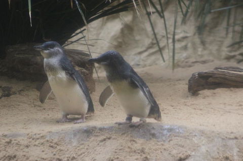 Phillip Island Ultimate Penguin Eco Tour Or Skybox Experience - Accommodation ACT 2