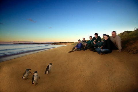 Phillip Island Ultimate Penguin Eco Tour Or Skybox Experience - Accommodation ACT 0