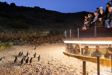 Phillip Island Ultimate Penguin Eco Tour Or Skybox Experience - Accommodation ACT 1