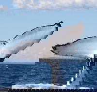 Phillip Island Whale Watching Tour - Accommodation ACT