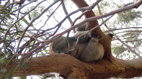 Phillip Island 3 Park Pass: Penguin Parade, Koala Conservation Centre And Penguin Parade, Koala ConservationHeritage Farm - Accommodation ACT 4