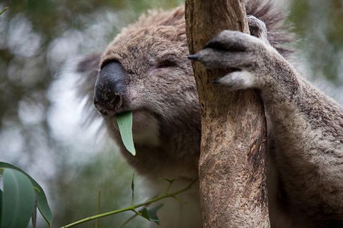 Phillip Island 3 Park Pass: Penguin Parade, Koala Conservation Centre And Penguin Parade, Koala ConservationHeritage Farm - Accommodation ACT 1
