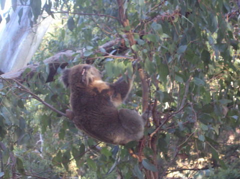 Phillip Island 3 Park Pass: Penguin Parade, Koala Conservation Centre And Penguin Parade, Koala ConservationHeritage Farm - Accommodation ACT 2