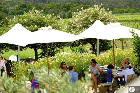 Montalto Vineyard: Mornington Peninsula Discovery Wine Tasting And Lunch - Accommodation ACT 6