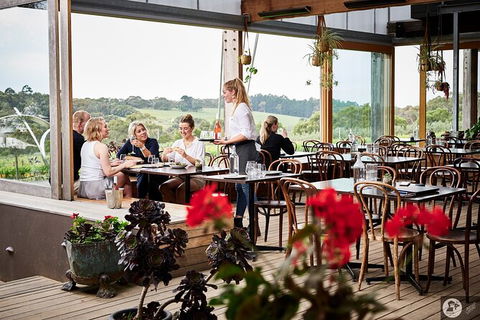 Montalto Vineyard: Mornington Peninsula Discovery Wine Tasting And Lunch - Accommodation ACT 4
