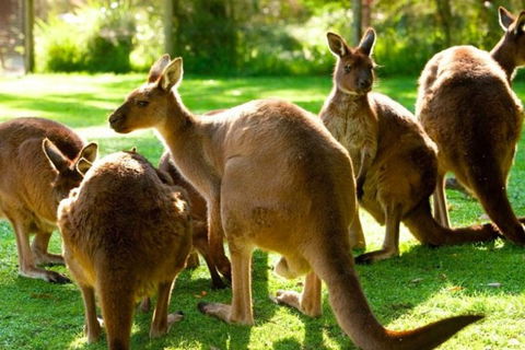 Steam Train, Yarra Valley & Healesville Wildlife Sanctuary Full Day Tour - Accommodation ACT 1