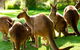 Steam Train, Yarra Valley & Healesville Wildlife Sanctuary Full Day Tour - thumb 7