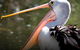 Steam Train, Yarra Valley & Healesville Wildlife Sanctuary Full Day Tour - thumb 4
