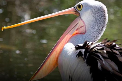 Steam Train, Yarra Valley & Healesville Wildlife Sanctuary Full Day Tour - Accommodation ACT 4