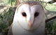 Steam Train, Yarra Valley & Healesville Wildlife Sanctuary Full Day Tour - thumb 5