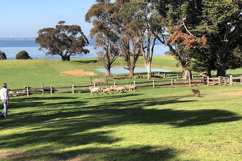 Day Tour Of Phillip Island, The Surrounding Region And Wine Tasting - Accommodation ACT 13