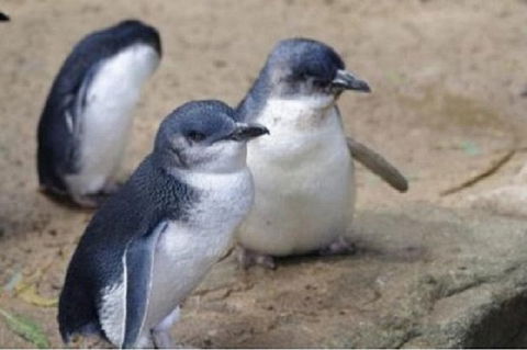 Phillip Island Tour Including Phillip Island Penguin Parade - Accommodation ACT 1