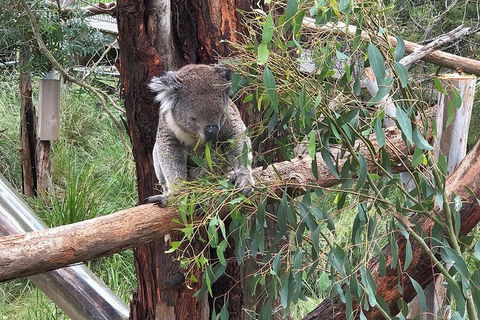 Phillip Island Tour Including Phillip Island Penguin Parade - Accommodation ACT 3