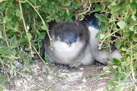 Phillip Island Tour Including Phillip Island Penguin Parade - Accommodation ACT 7