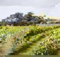 Phillip Island Wine Experience Tour - Accommodation ACT