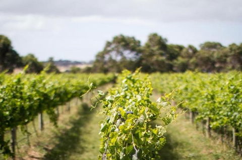 Phillip Island Wine Experience Tour - Accommodation ACT 0