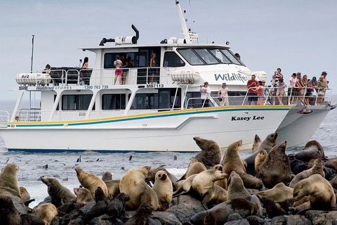 Phillip Island Seal-Watching Cruise - Accommodation ACT 0