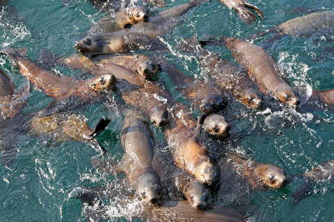 Phillip Island Seal-Watching Cruise - Accommodation ACT 7