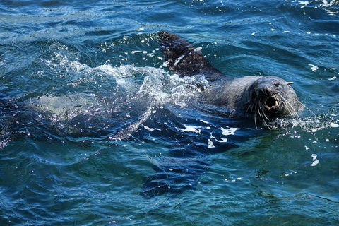 Phillip Island Seal-Watching Cruise - Accommodation ACT 4