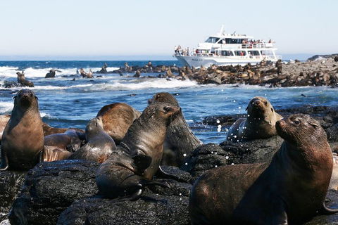 Phillip Island Seal-Watching Cruise - Accommodation ACT 2