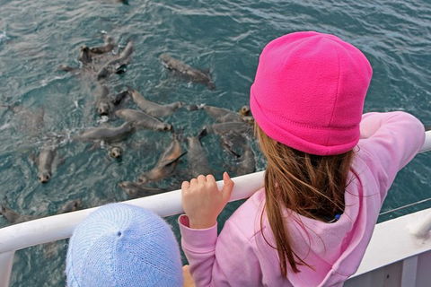 Phillip Island Seal-Watching Cruise - Accommodation ACT 3