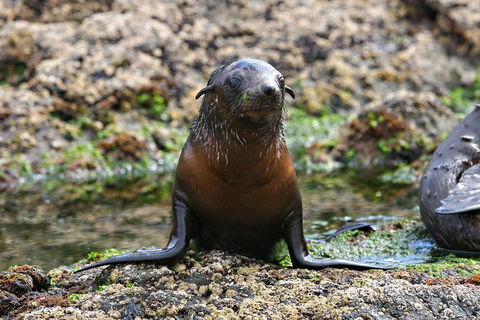 Phillip Island Seal-Watching Cruise - Accommodation ACT 5