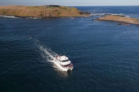 Phillip Island Seal-Watching Cruise - Accommodation ACT 6